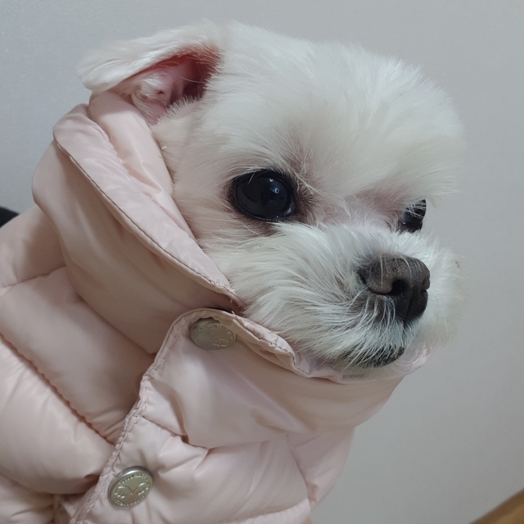 퍼피엔젤 러브 애견 다운 패딩 조끼