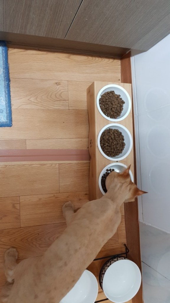 아미오 그레인프리 슬림업 고양이 사료