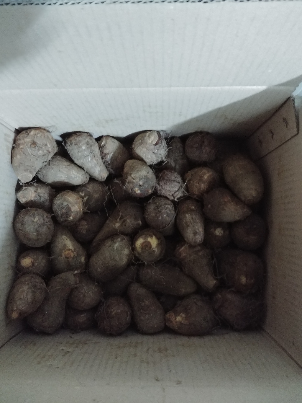 곡성 무농약 생 토란 리뷰후기