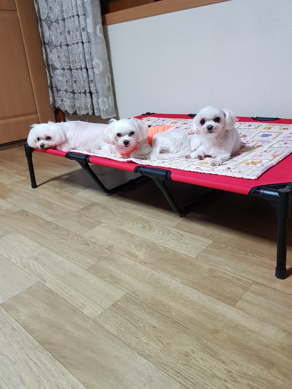 마이펫 강아지 고양이 베이직 메쉬 통풍침대 리뷰후기