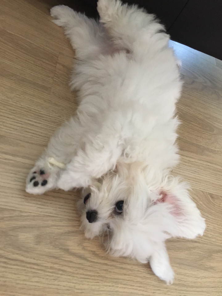 ANF 밀크스틱