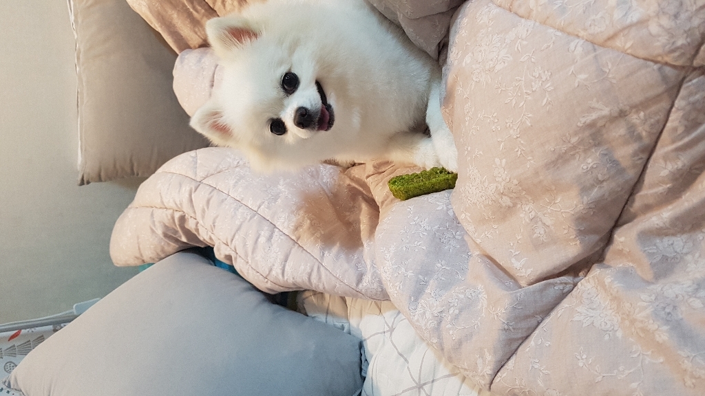 잇츄 그린 강아지 덴탈껌 7개입 리뷰후기