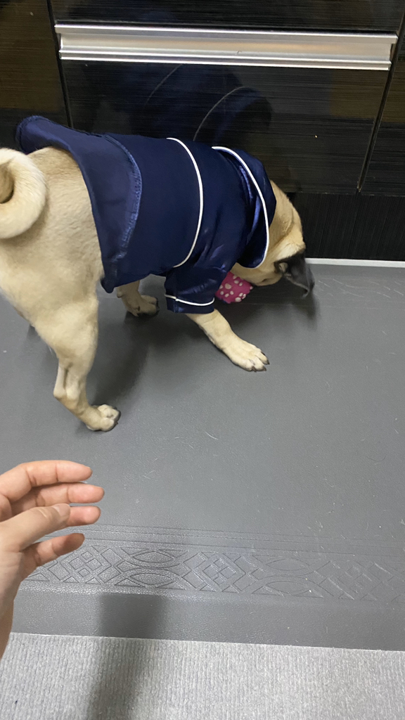 도그월드 강아지 고양이 실크 잠옷