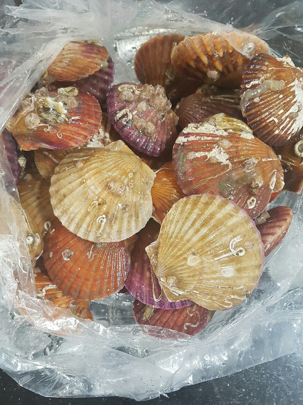 맛군국내산 신선하고 알이 큰 통영 가리비
