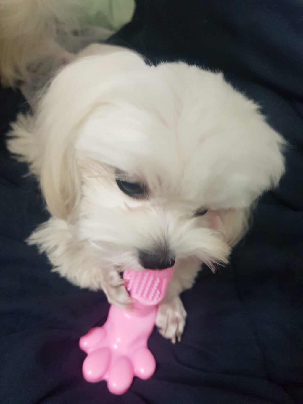 딩동펫 강아지 덴티 셀프칫솔 소형