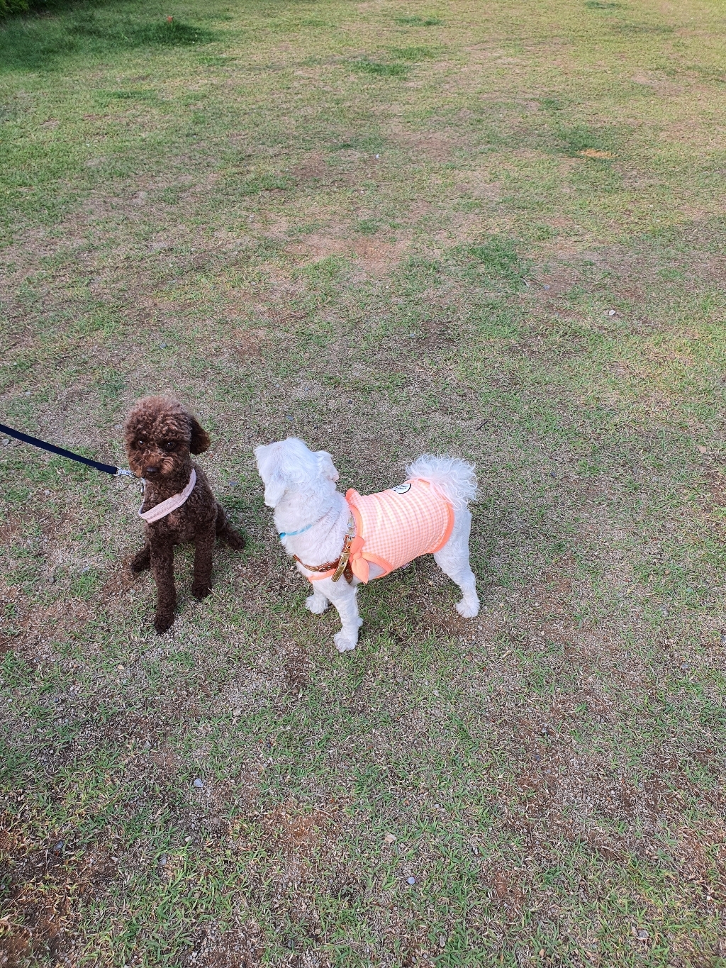 이츠독 츄잉 반려동물 크롭티