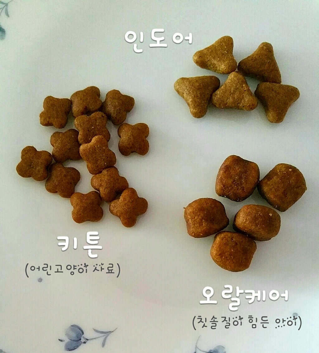 로얄캐닌 인도어 고양이 사료