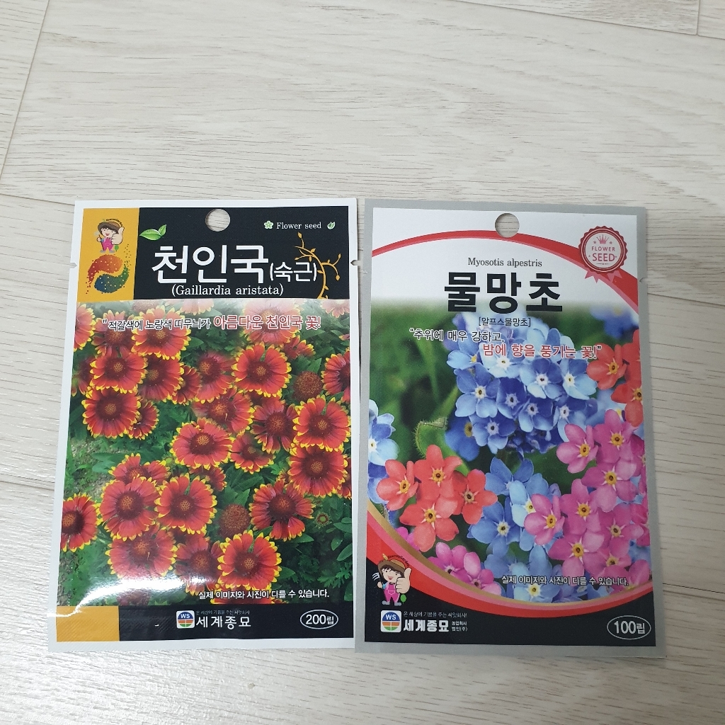 모칸도 세계 물망초 고산 꽃씨