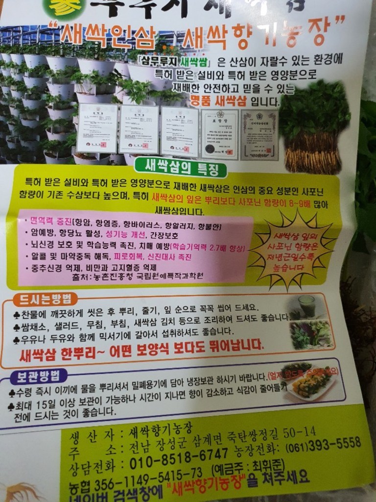 새싹향기농장 A인증받은 깨끗한 새싹삼 새싹인삼 200뿌리 리뷰 후기