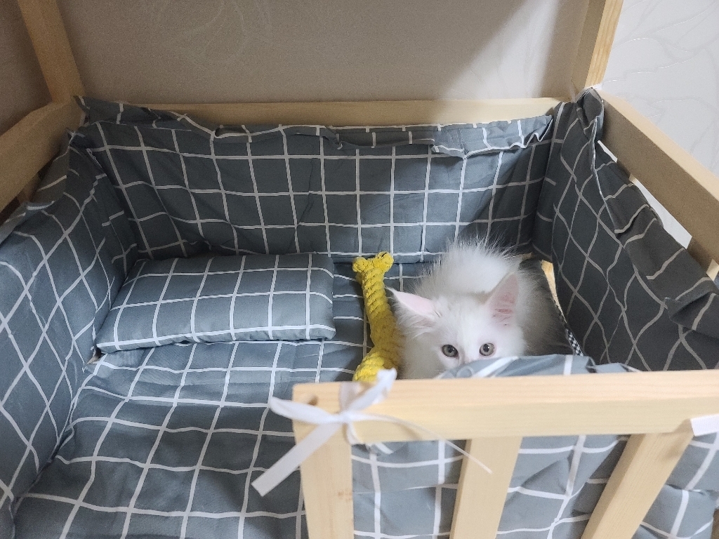 []5H펫 DIY 원목 테이블 강아지침대 계단형 침대 리뷰 후기