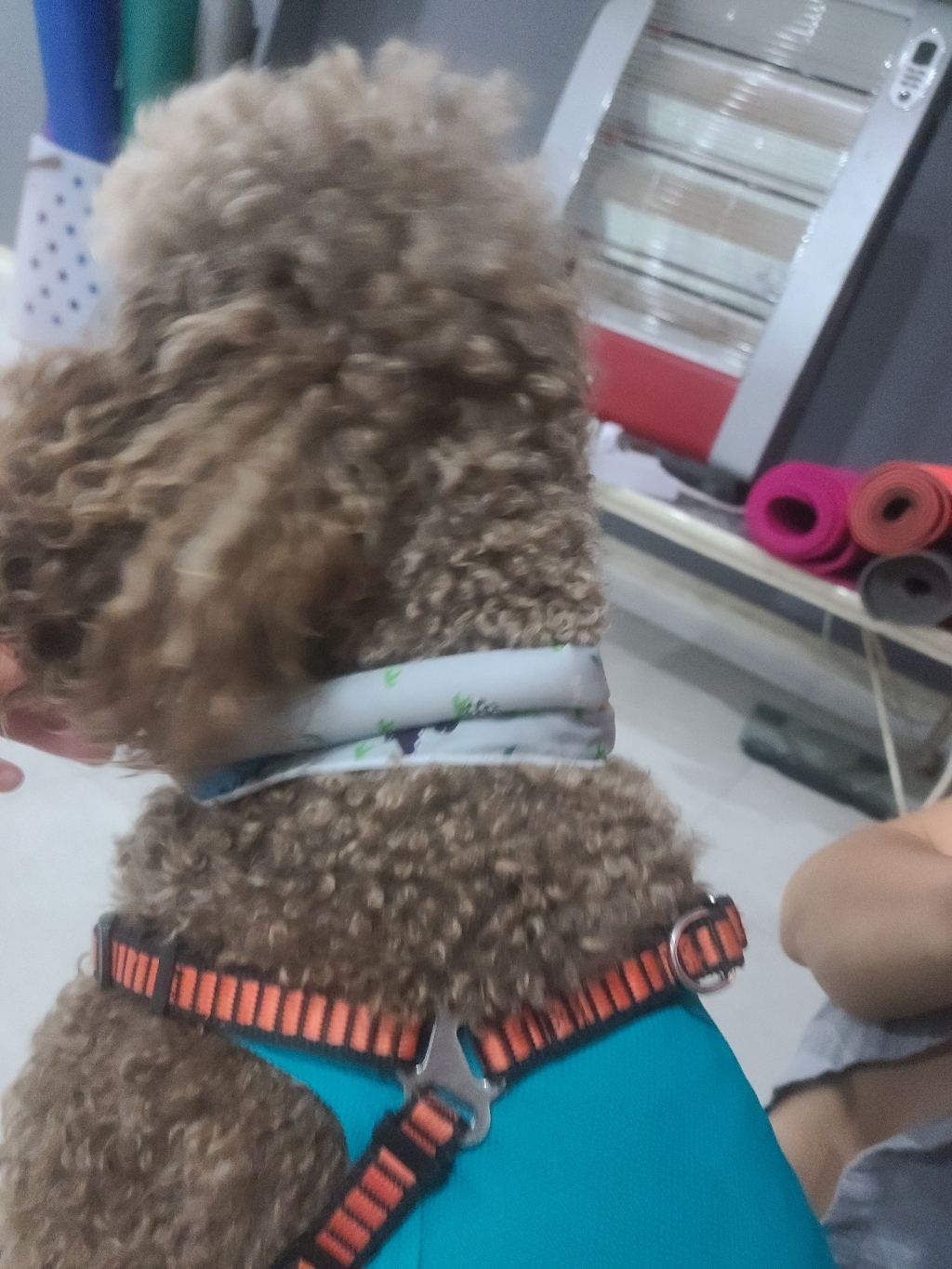 퓨어오가닉 강아지 고양이 토끼 쿨스카프
