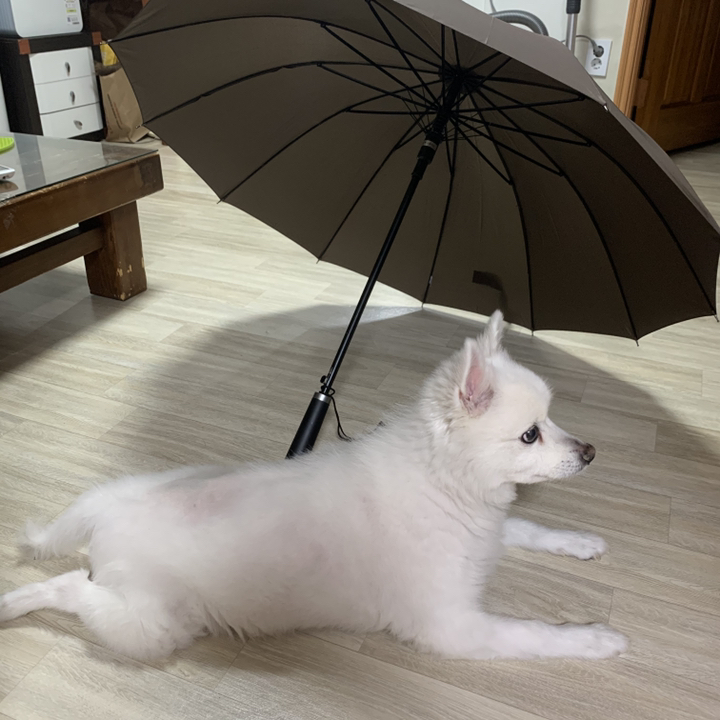 [송월우산] 컬러무지 장우산 리뷰후기