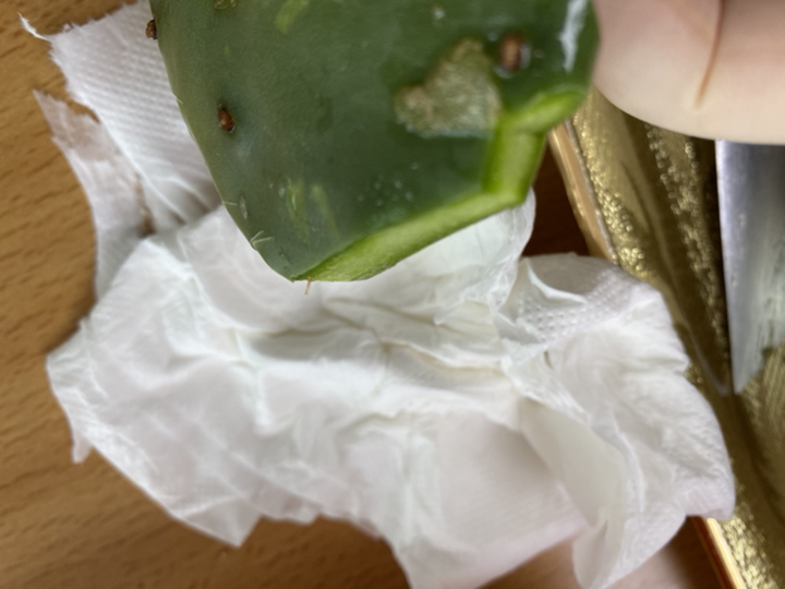 황금곳간 손바닥 선인장 천년초 모종