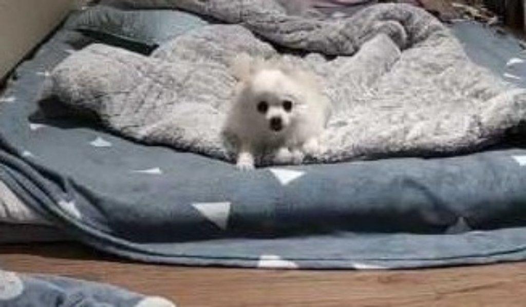 브이스타캠 가정용 홈CCTV 블랙 300만화소