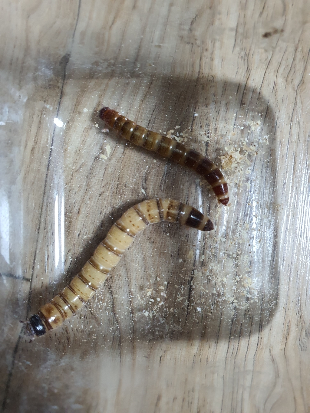 밀웜나라 살아있는 밀웜