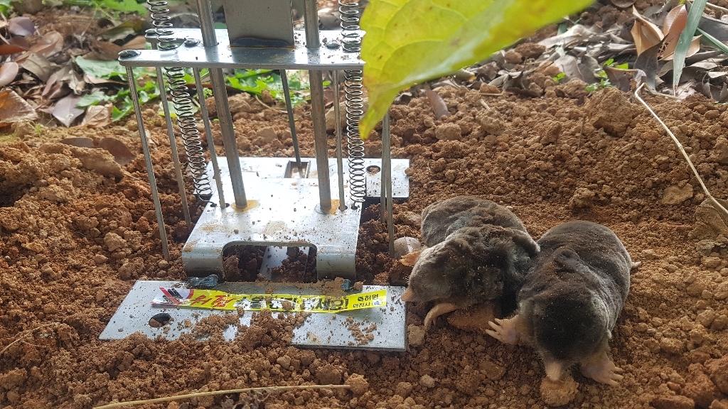 국산 두더지창 33x 두더지덫 트랩 두더지 박멸