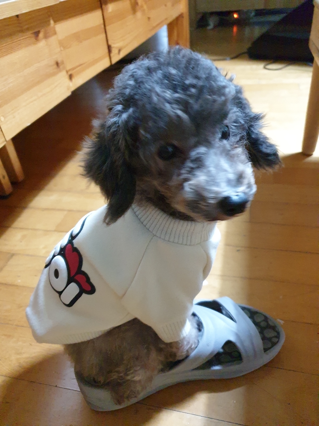 필더컵 케냐 Kiabu AA 생두 리뷰후기