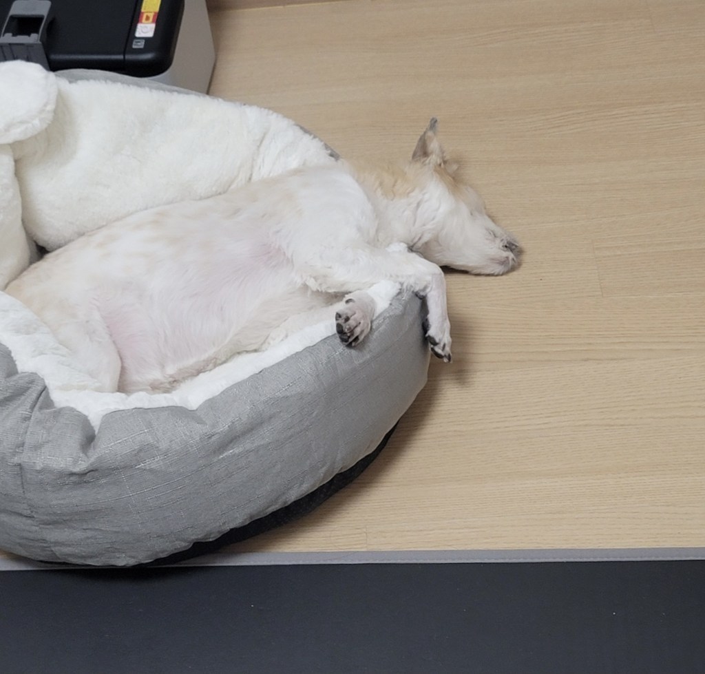 파스텔펫 냥이 꿀잠 마약 쿠션방석