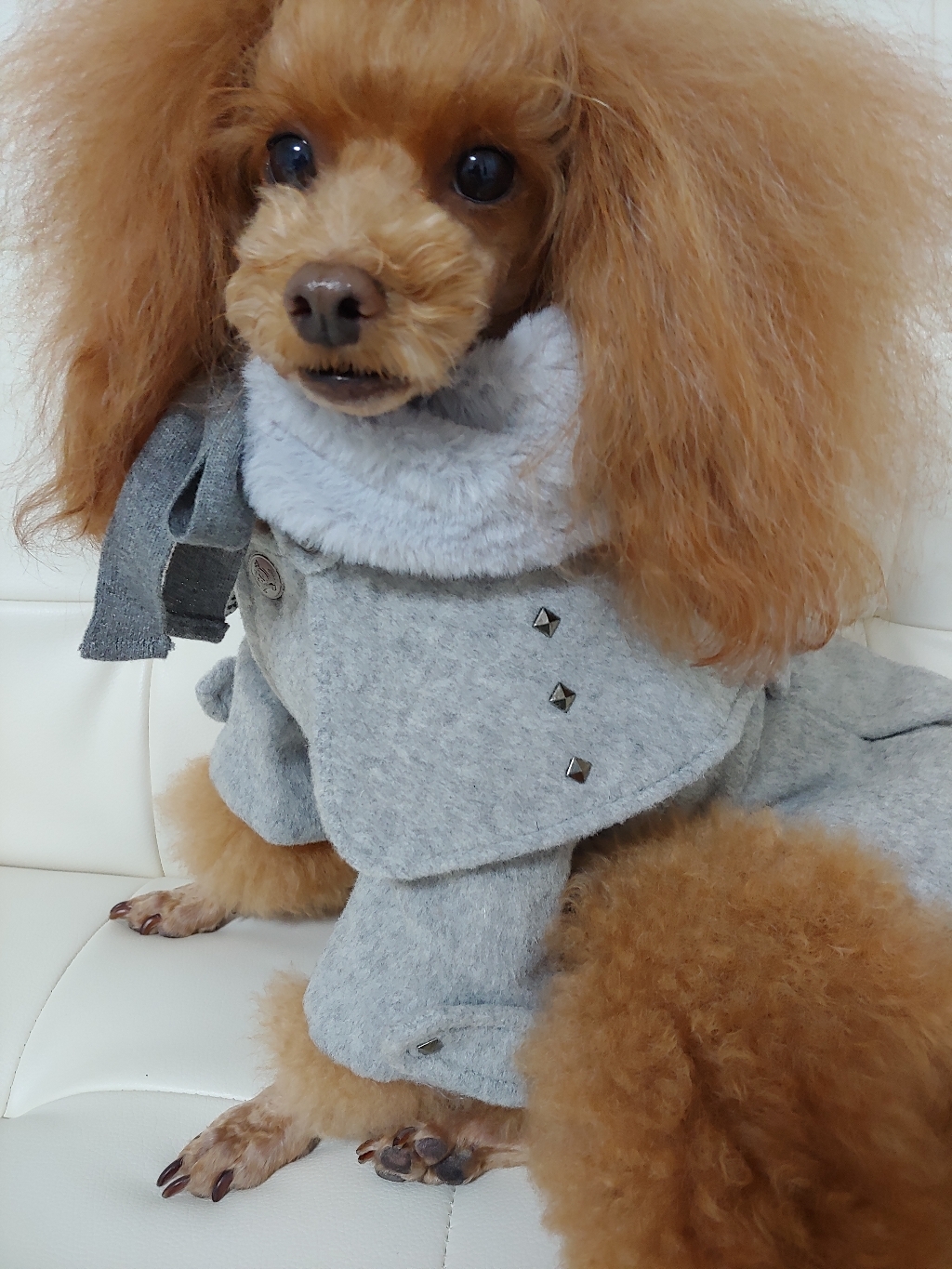 유노펫 반려동물 글램 코트
