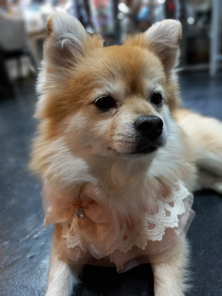 팝앤퍼피 오브제 강아지 케이프