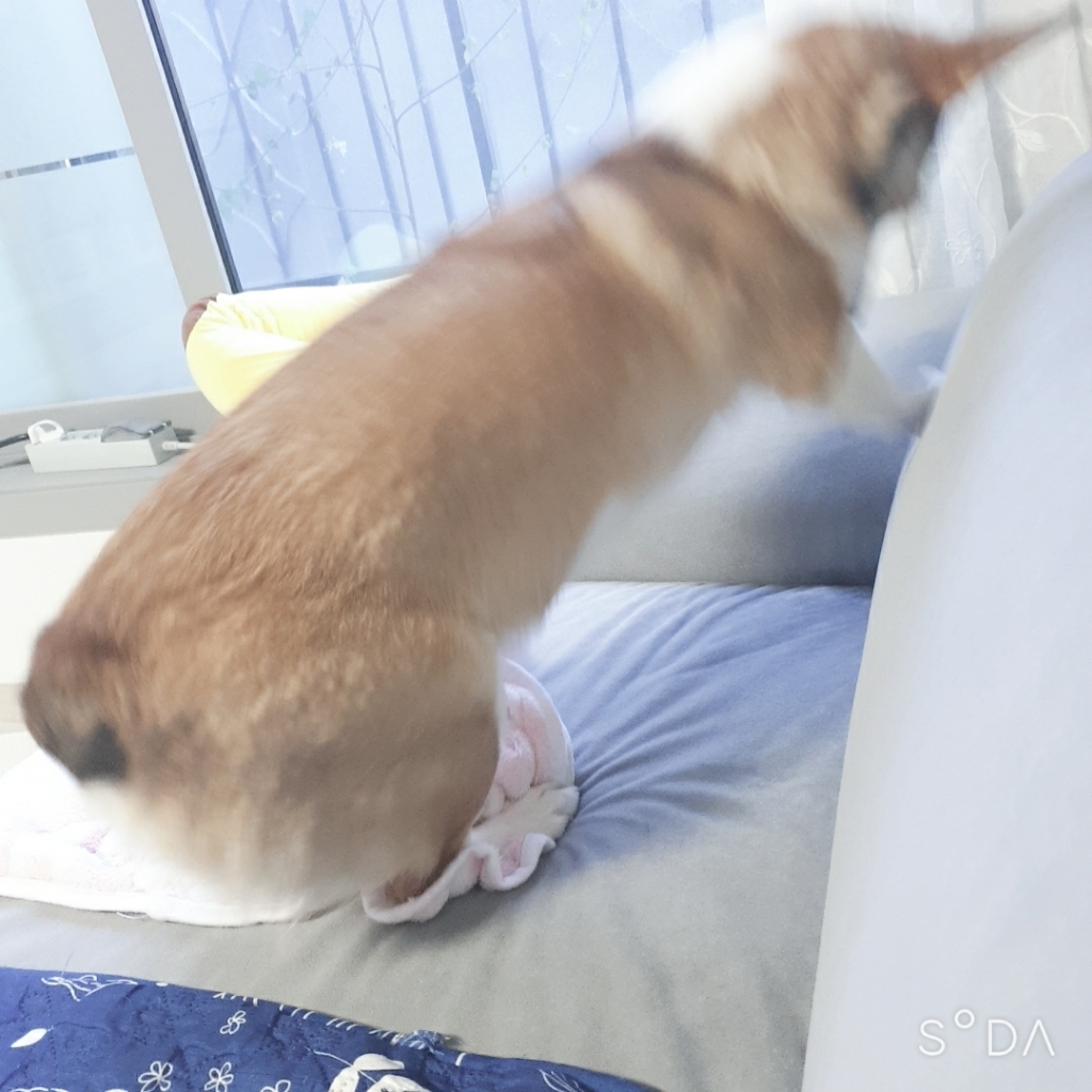 논다 전복 곰탕 강아지 간식 5종 리뷰후기