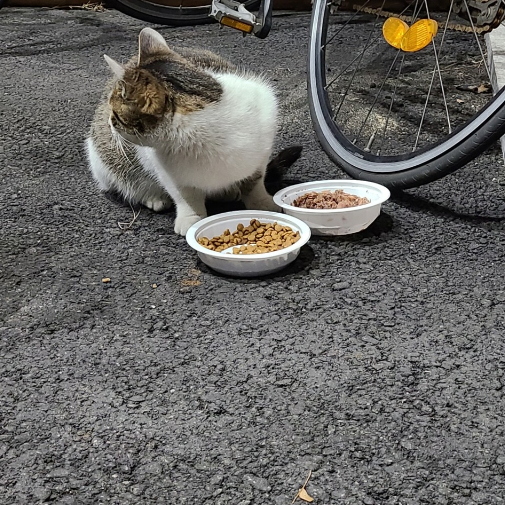 캐츠랑 키튼 고양이 사료