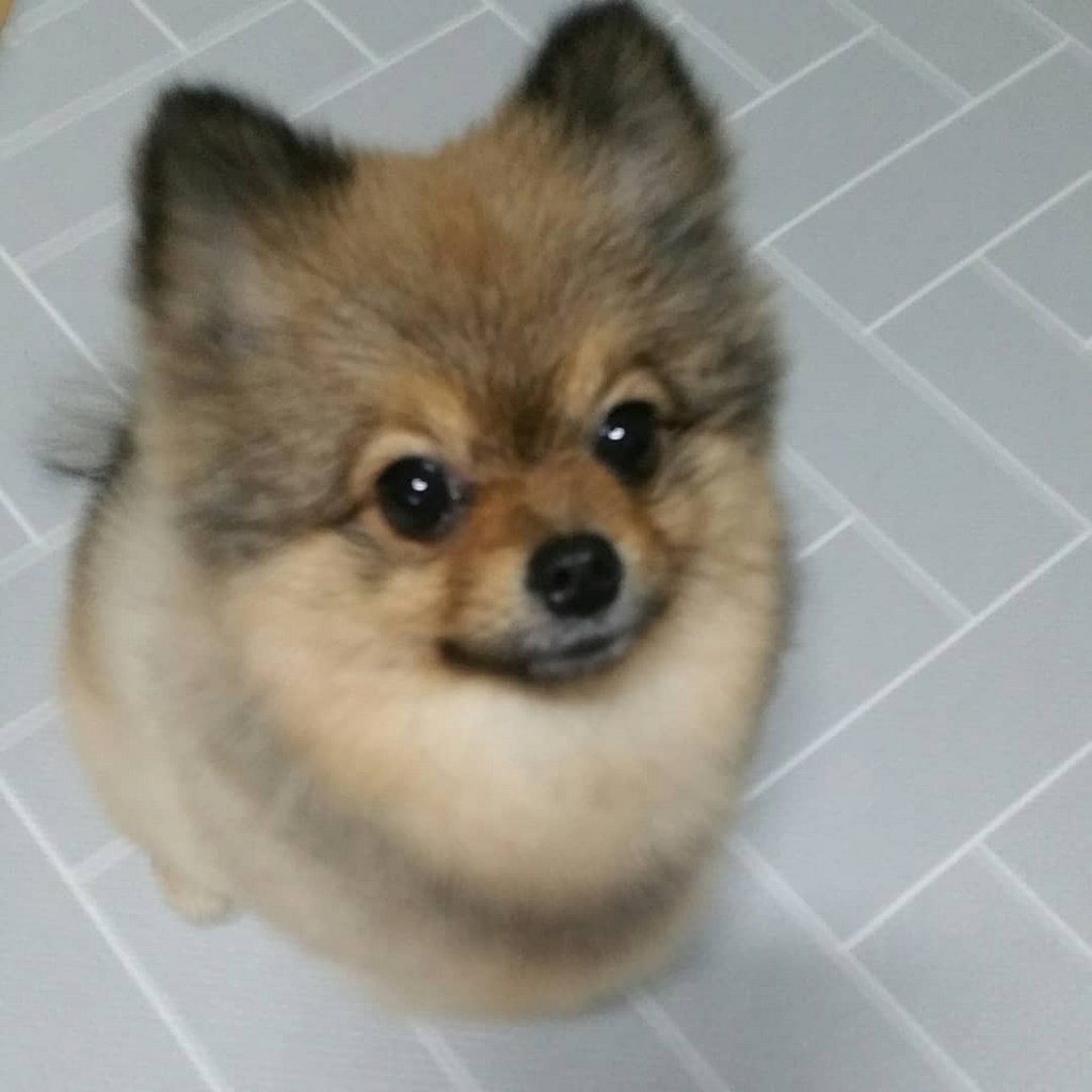 에코나인 편백수 미스트