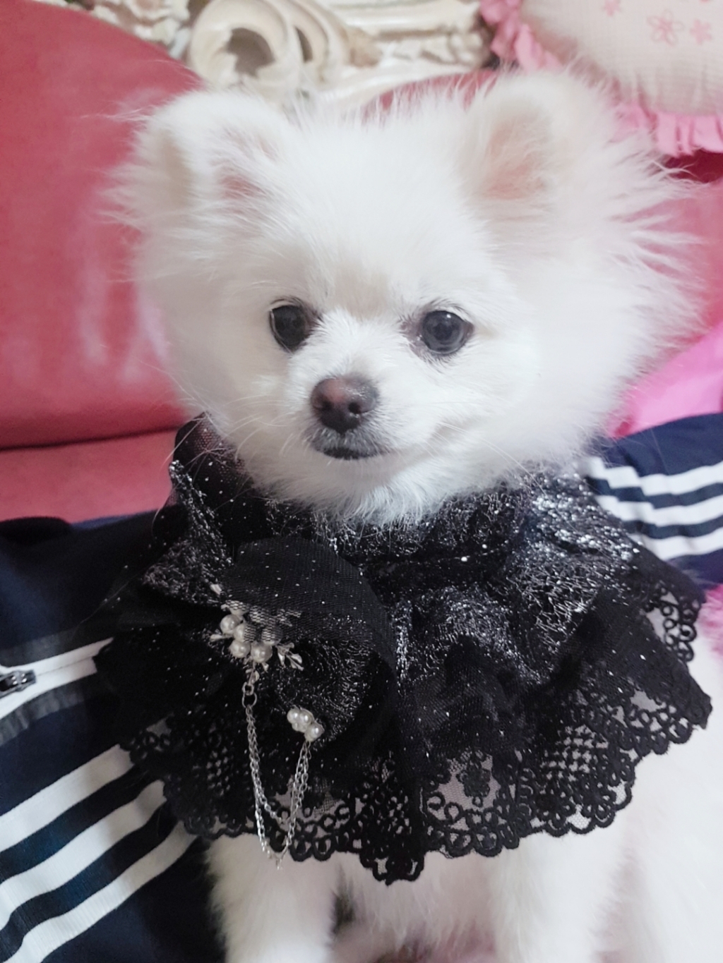 팝앤퍼피 반려동물 델루나 케이프