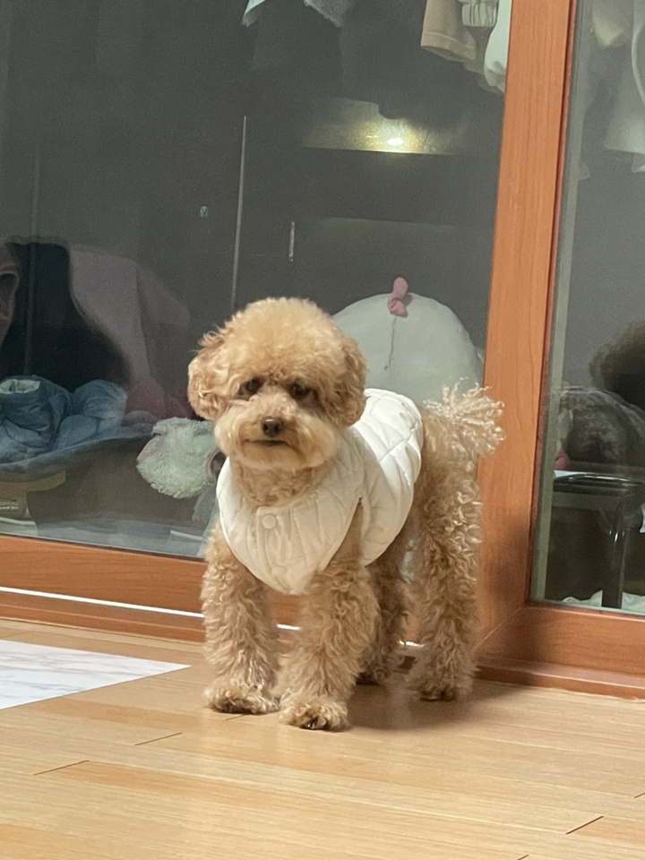 세이치 반려동물 원터치 브러쉬 2038260 SIC-201 리뷰후기