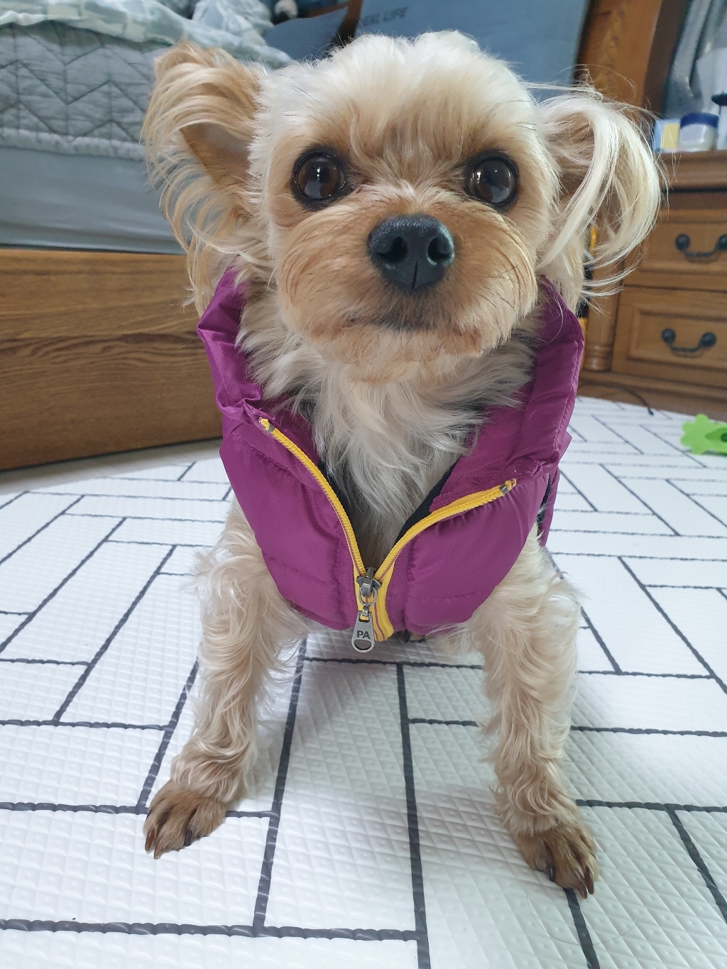 퍼피엔젤 강아지 어반 아웃도어 다운패딩