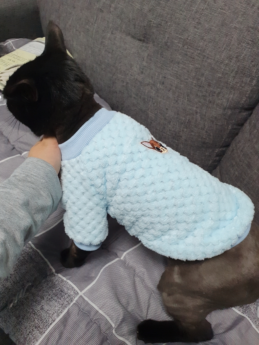 제제펫 치와와포인트 반려견 의류 티셔츠