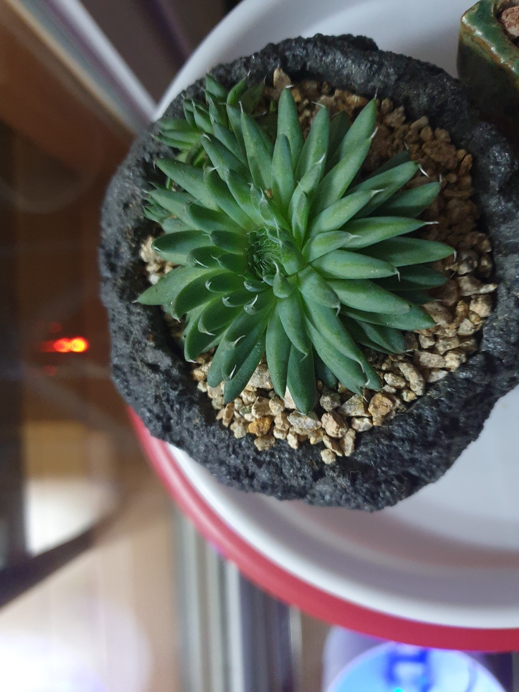 바위솔 화산석 도자기화분 리뷰후기