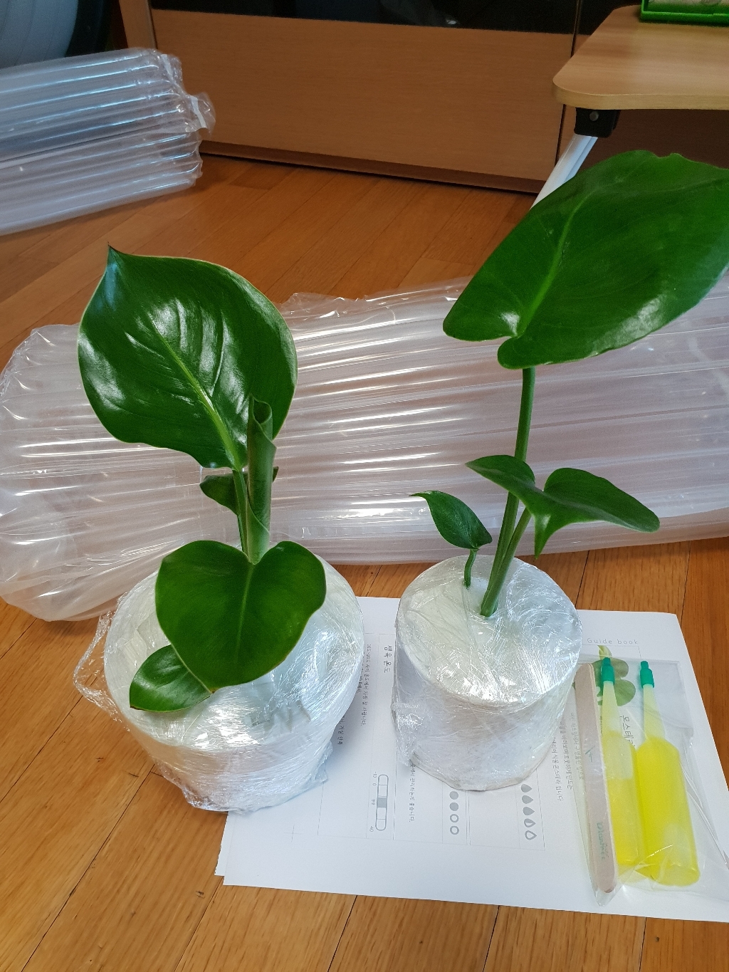 [토분 set] 키우기 쉬운 실내공기정화식물 반려식물 몬스테라