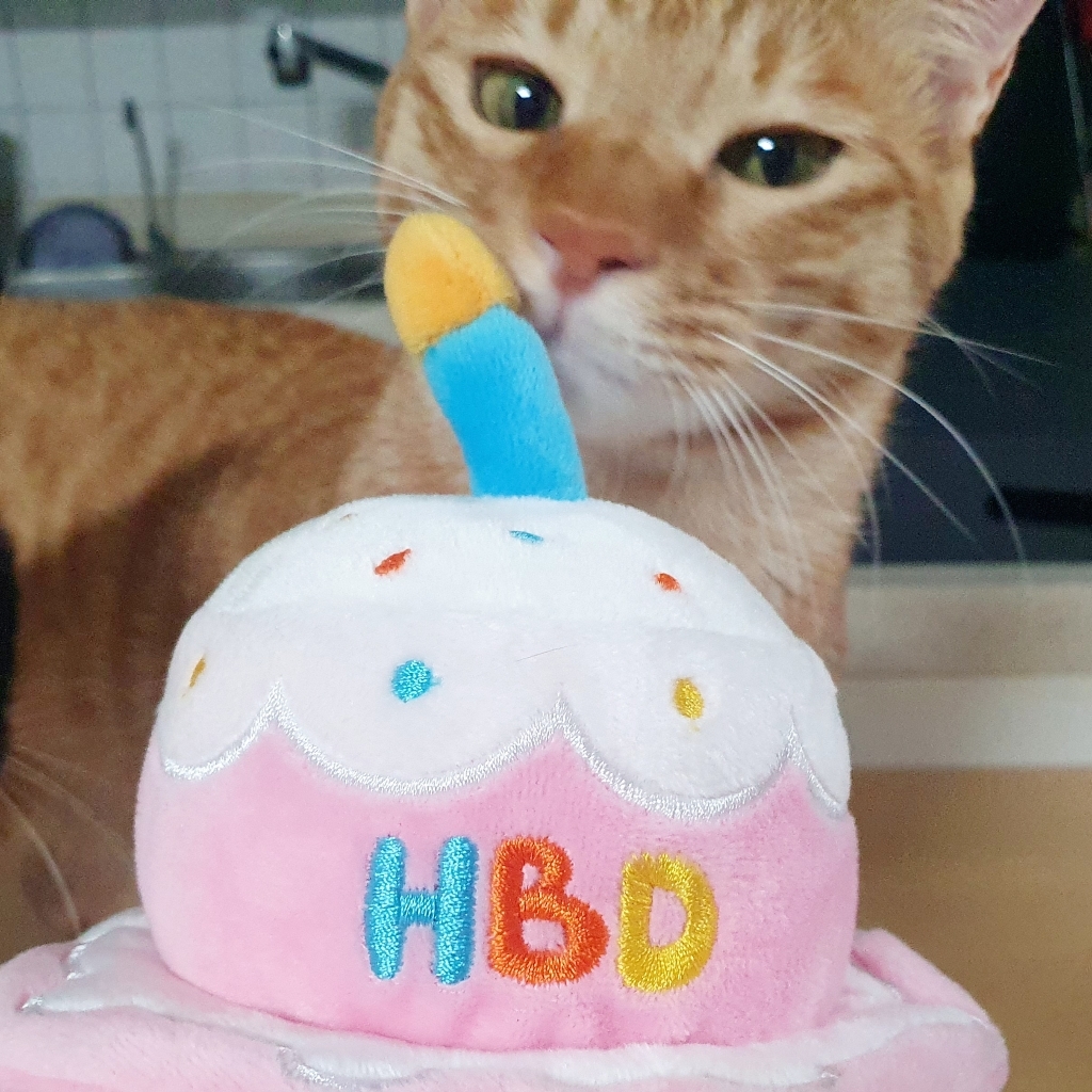 바잇미 강아지 생일파티케이크 모자 장난감