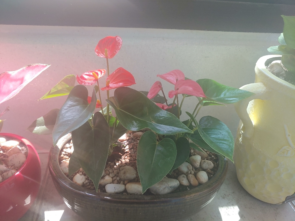 [용이네 화원] 안시리움 Sa Orane 129 화원 농원 리뷰후기