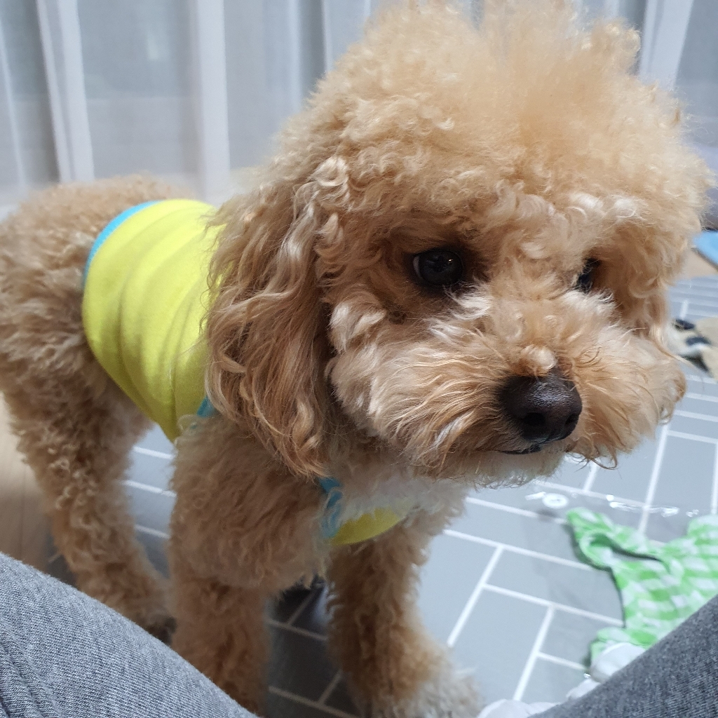 플로트 쿨메쉬 크롭 강아지 나시 리뷰후기