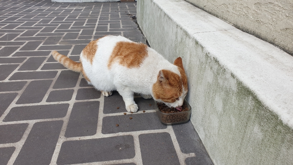 뉴트리웰 캣 7 고양이 사료 리뷰후기