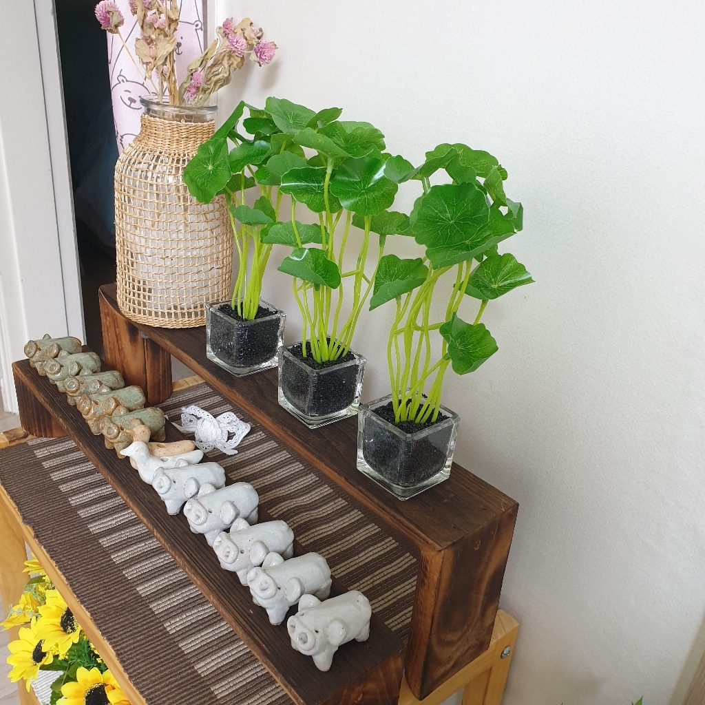 조화 식물 글라스 화분