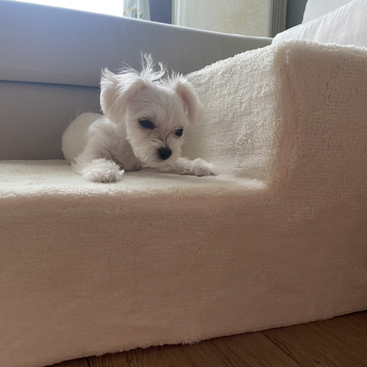 아하토이 퐁플라 버블 펫스텝 2단
