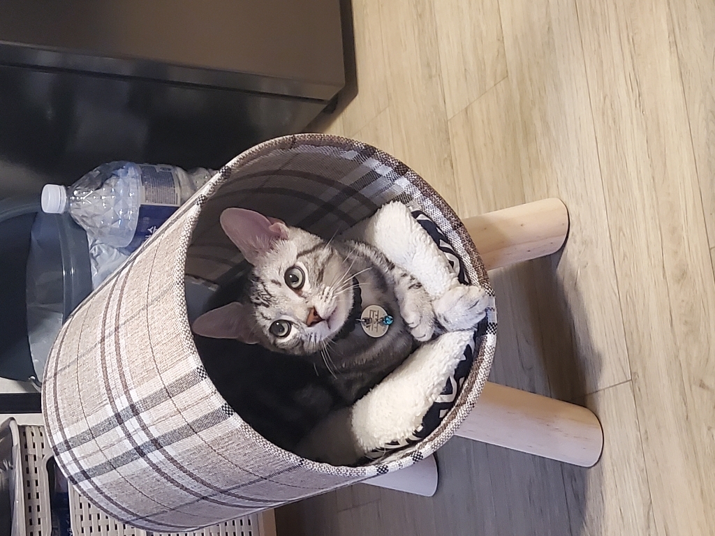 요기쏘 고양이 프리미엄 원목 터널 침대 4026