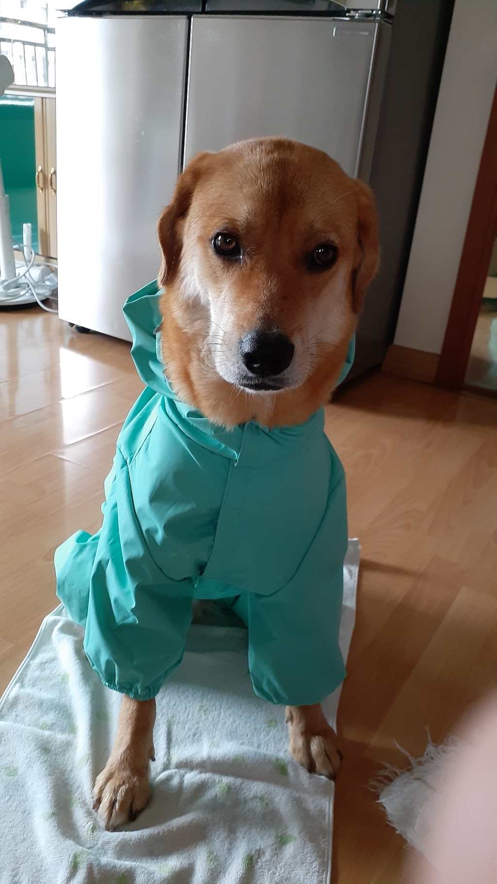 퍼피엔젤 다기능 강아지 레인코트
