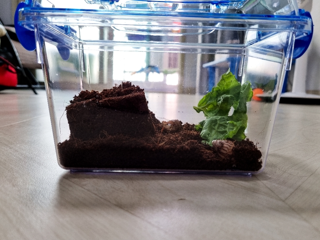 양평달팽이농장 애완달팽이용 클린사육통