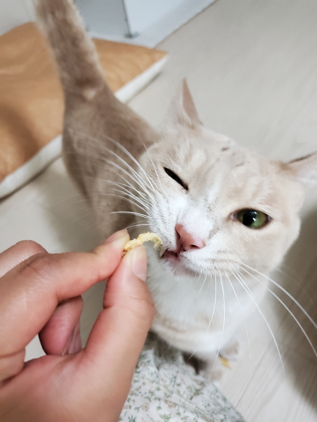 오리바른 황태포 애견 수제 간식 고양이 겸용 육포 리뷰후기