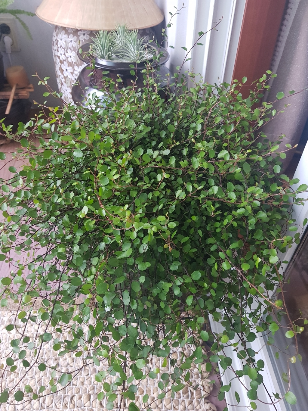 옹기화분