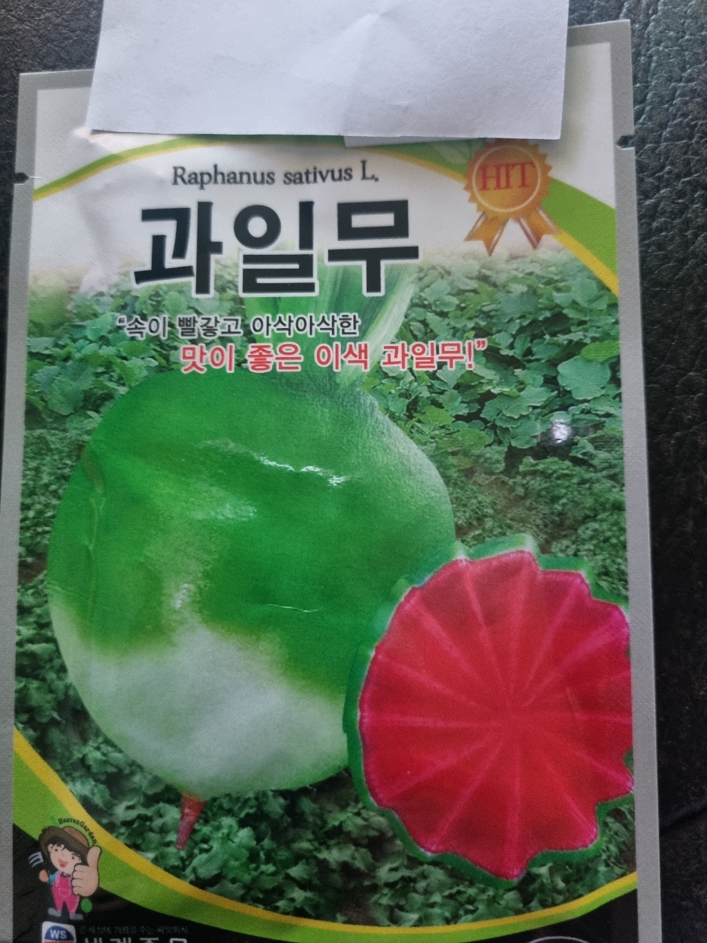 다농 수박무 씨앗 100립