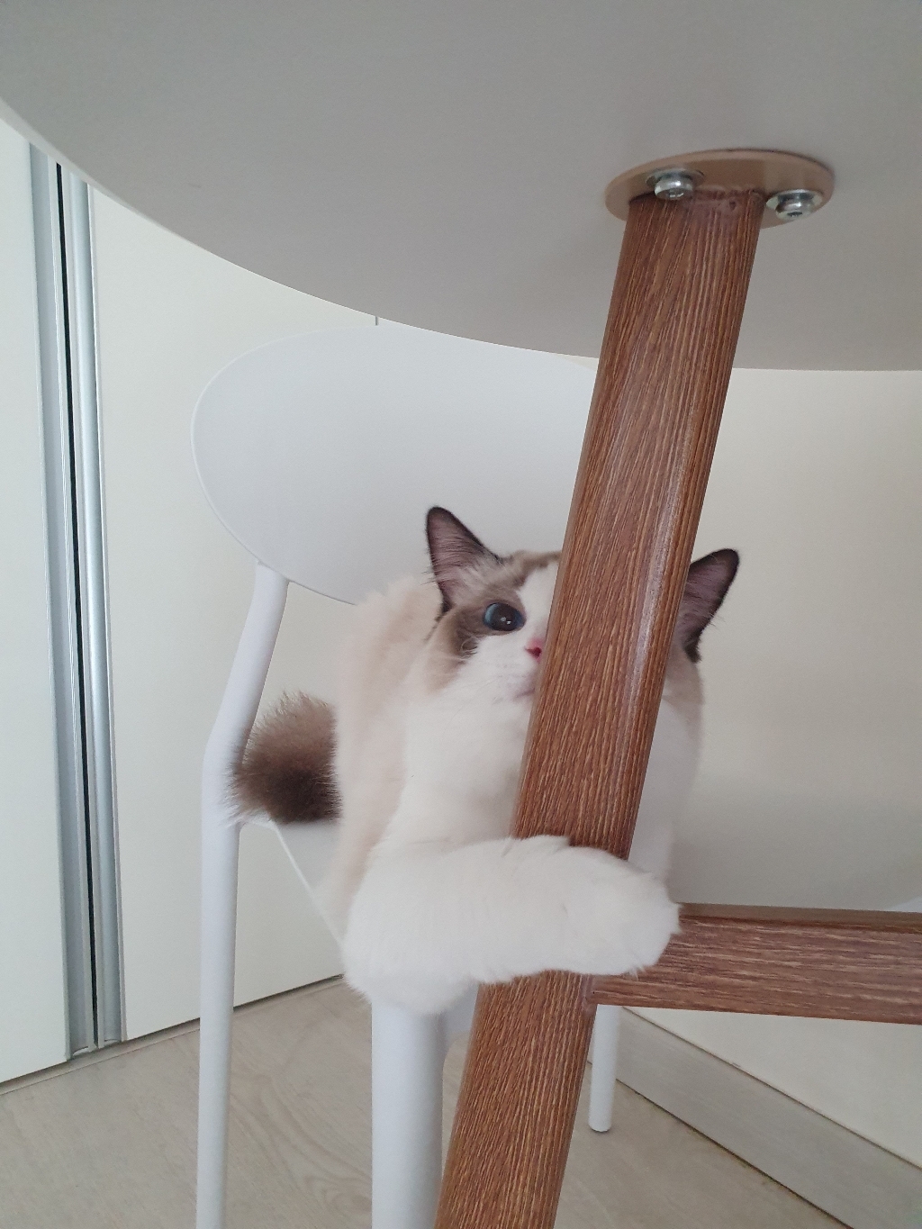 아르르 프리미엄 벤토나이트 고양이 모래