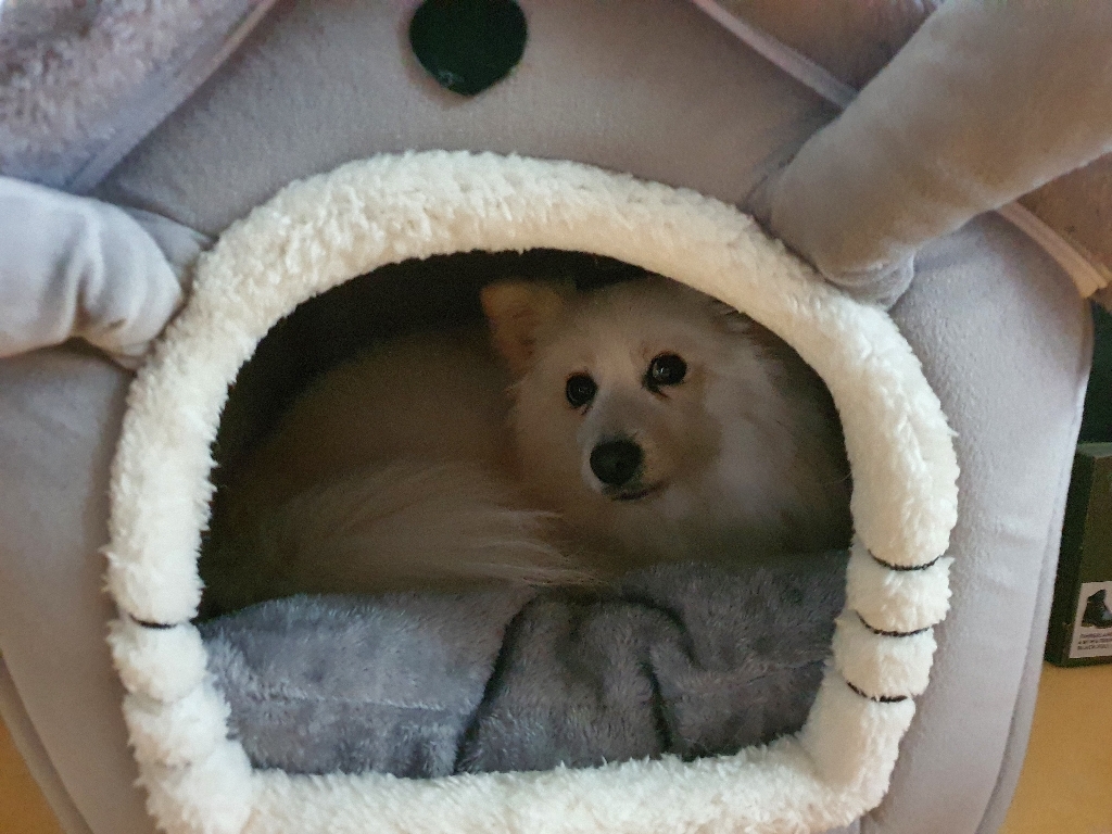 고양이 강아지 숨숨집 세모지붕 쿠션 하우스
