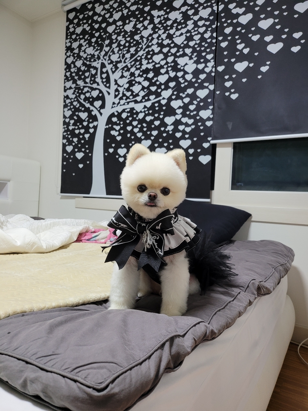 팝앤퍼피 블랙 에디션 강아지 케이프