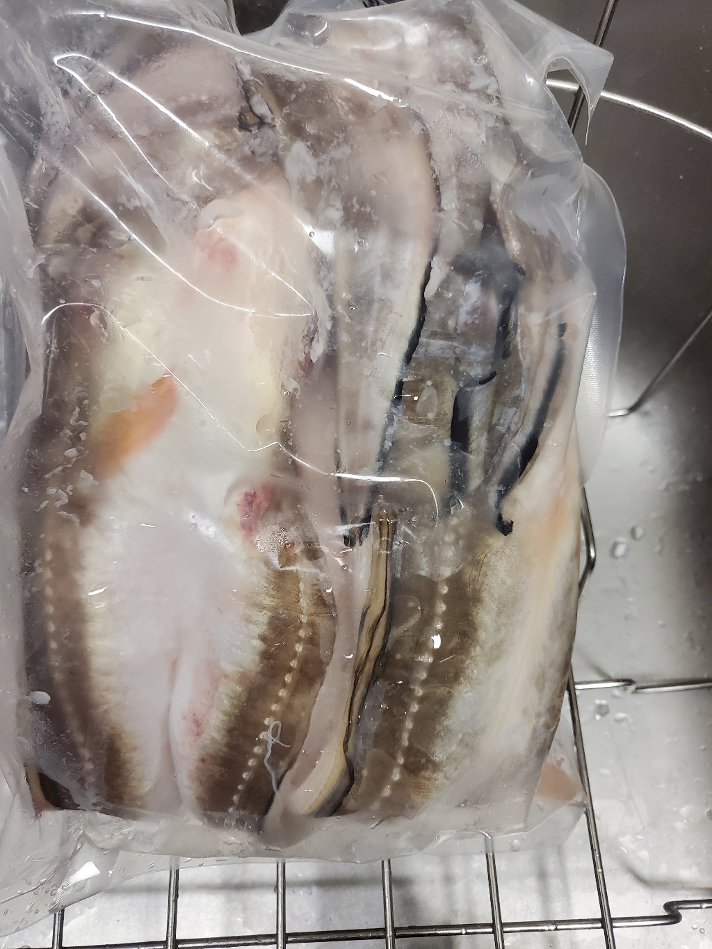 산지직송 통영 자연산 손질 장어 갯장어 붕장어 아나고 대사이즈 뼈포함