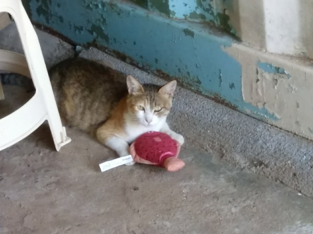 멍지 고양이 캣닢 애착 인형 물고기 장난감 4종